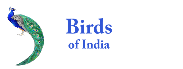 Birds of India