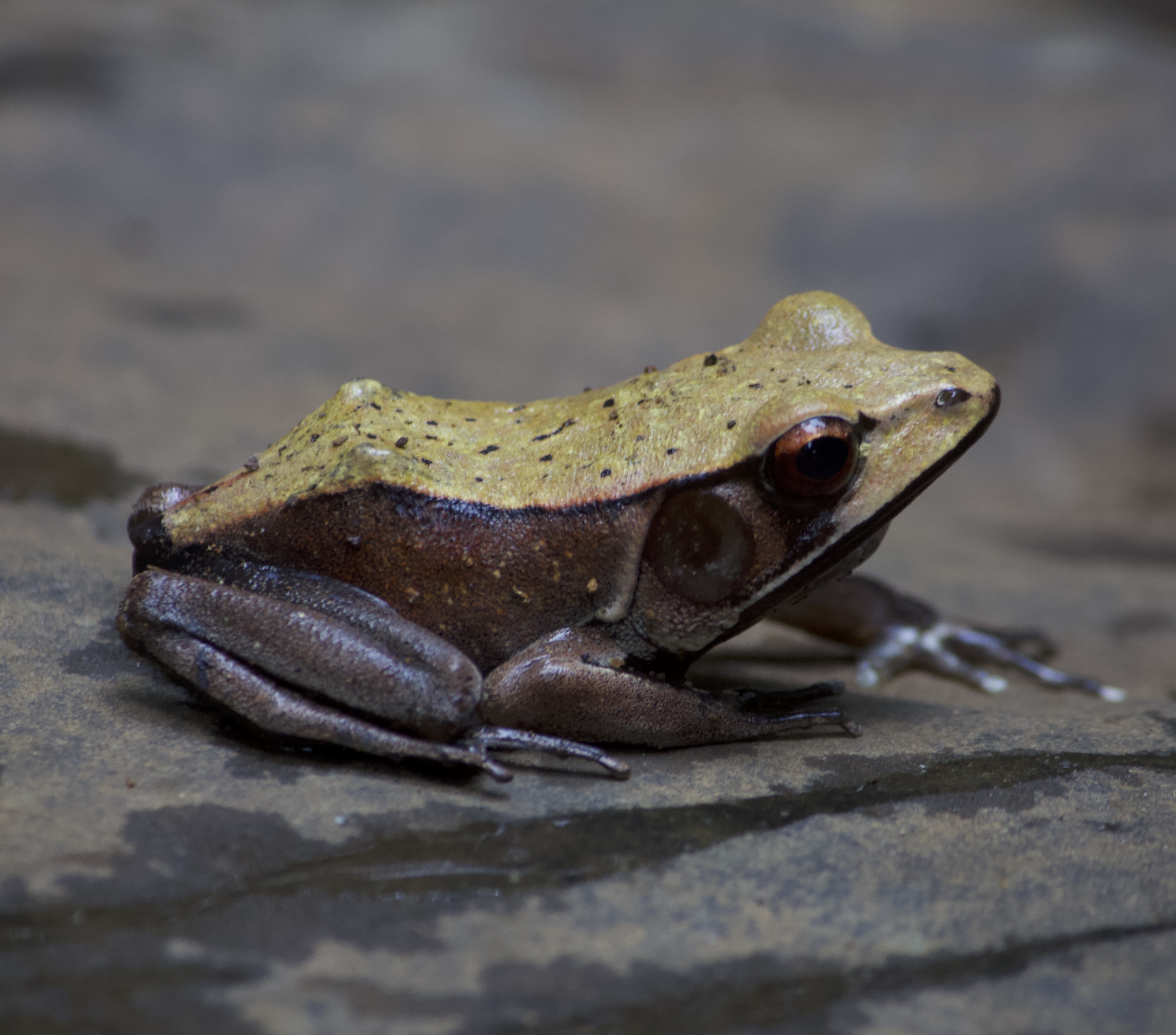 Clinotarsus curtipes from Kudremukh NP