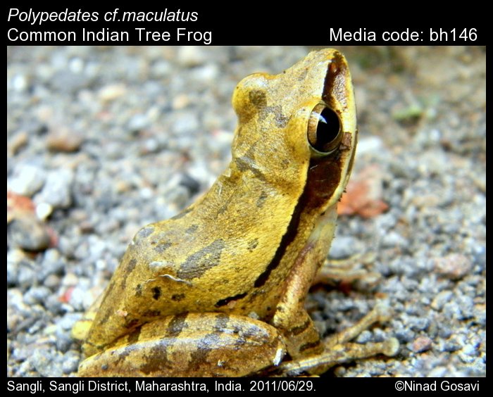 Polypedates maculatus (Gray, 1830) - Common Indian Tree Frog