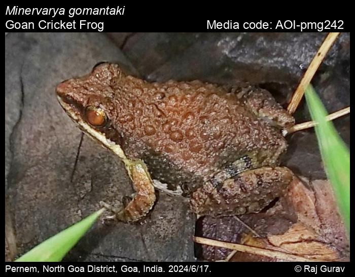 AOI-pmg242