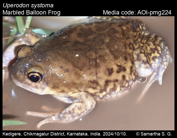 AOI-pmg224